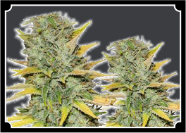 Gold Leaf Feminized